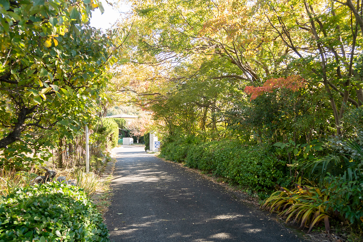 木々のトンネル